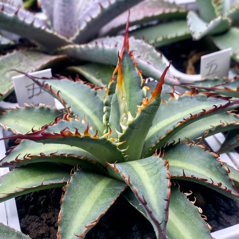 アガベ ハイブリット 