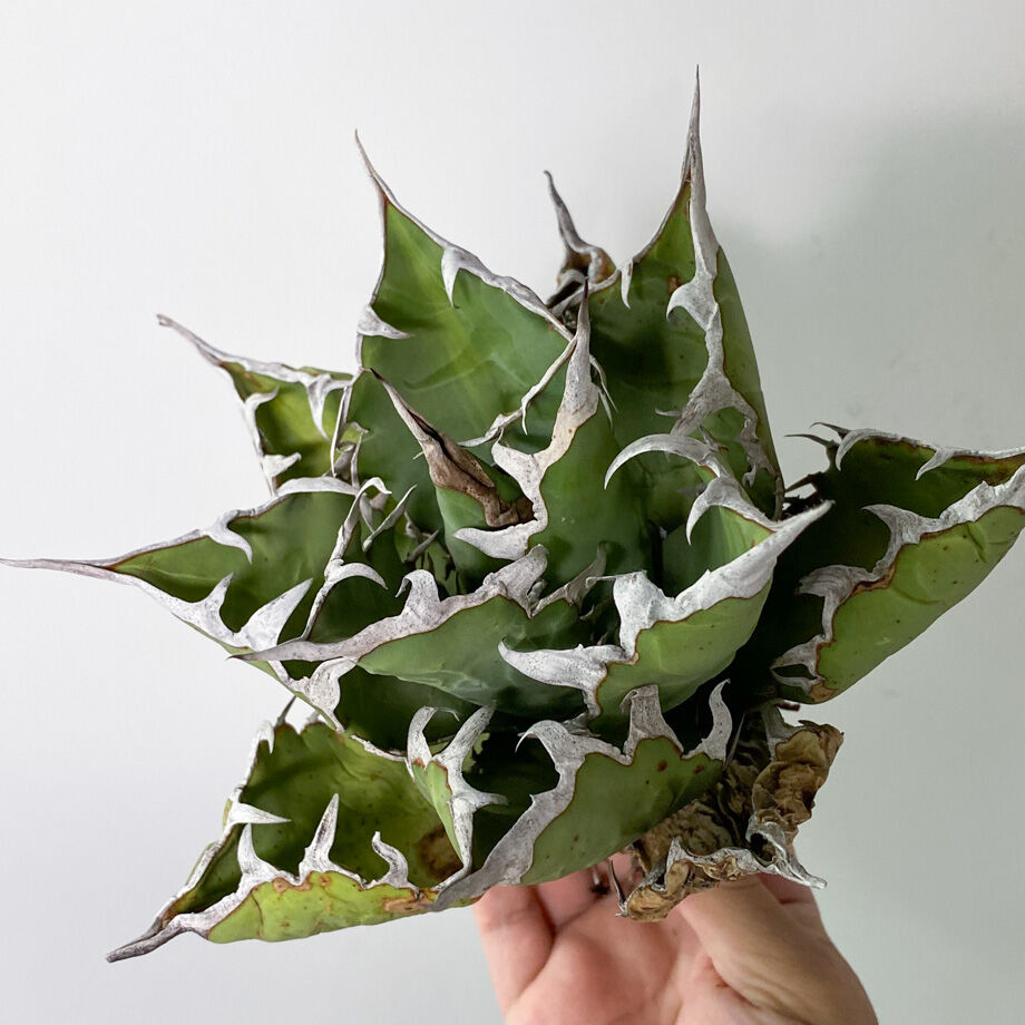 アガベ チタノタ FO-076 OLD （抜き苗販売）RF22828 | RAFLUM / ラ