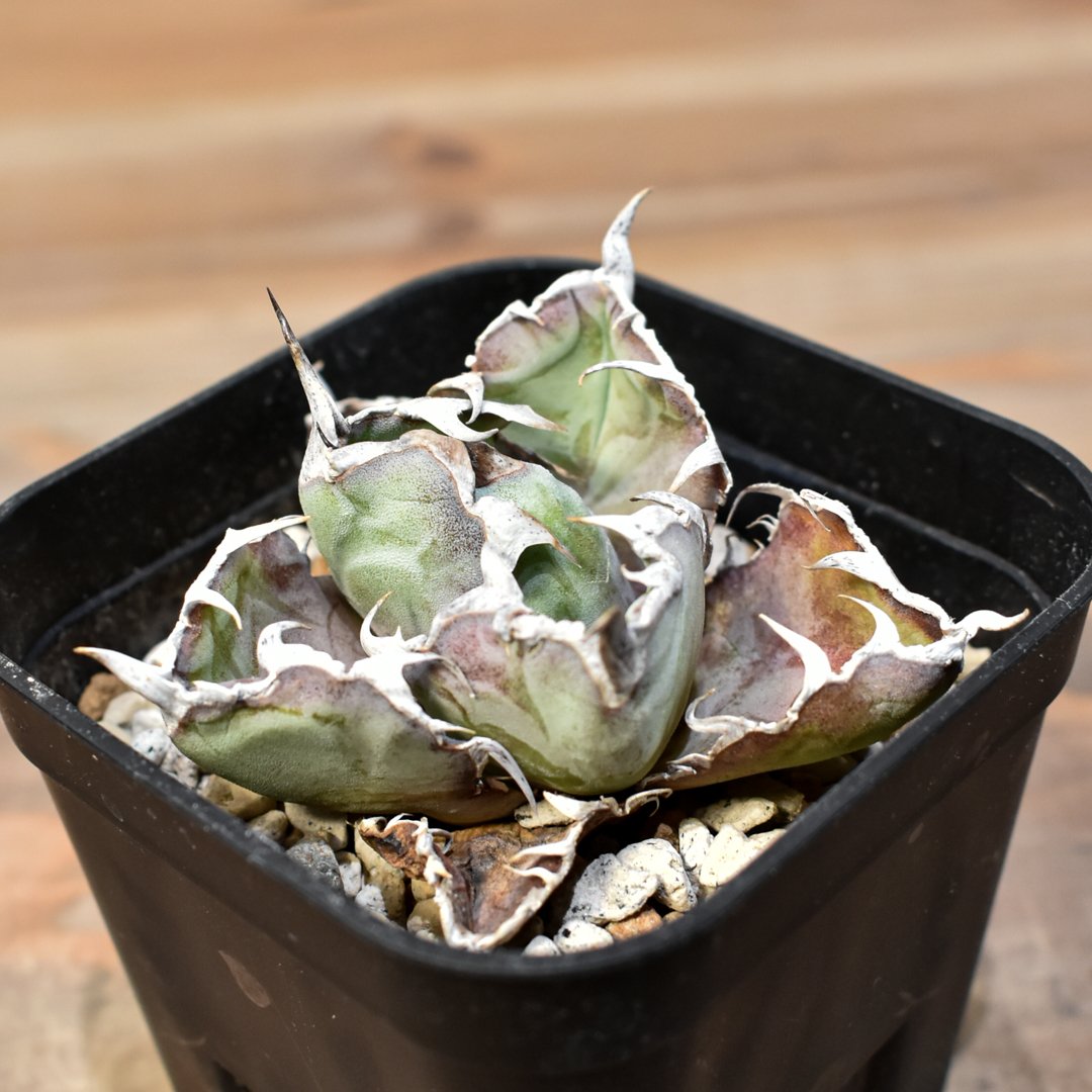 レ*君様 F12067☆オークション☆イラン産 アガベ チタノタ ローズ 極上