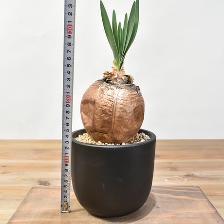 ブーファン ディスティチャ 【発根済み】HK25010502