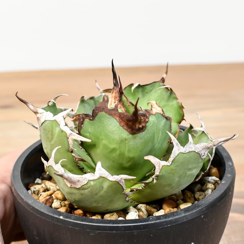 アガベ チタノタ 