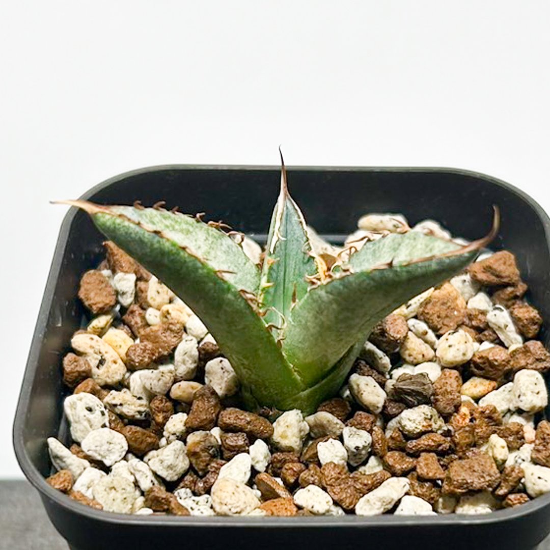 アガベ チタノタ 