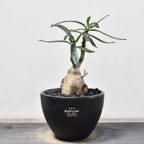 CATEGORY ビスピノーサム | RAFLUM / ラフラム｜東京、大阪の