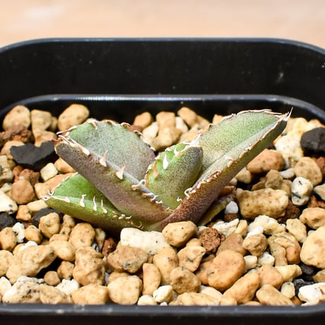 【RAFLUM育成株 5個セット】アガベ Mexico oteroi seeding / オテロイ実生 メキシコ産  【RAFLUM産/実生/子株】F