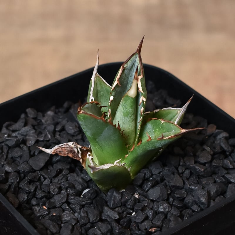 アガベ チタノタ ブラックファイヤー 