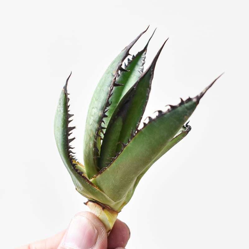 【LZY】A315 多肉植物アガベ　ホリダ horrida 極上株 c90936e70c1e05b94f3aac47176811