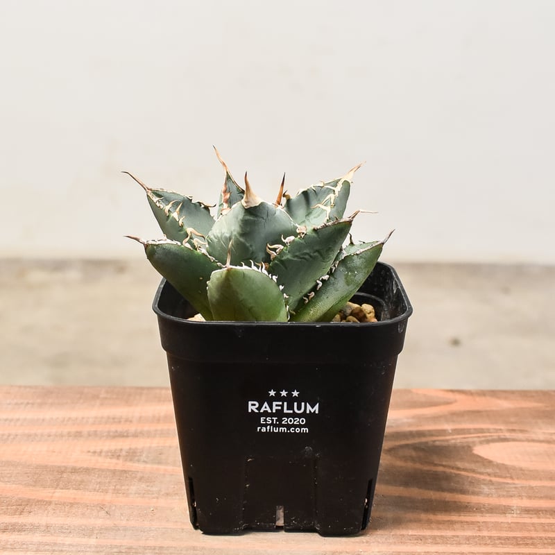 50 アガベ　チタノタ　覇王竜　ボールタイプ　強棘　選抜　特選 アガベ チタノタ 覇王竜 HR-02 | アガベ専門店 モンスターハウス