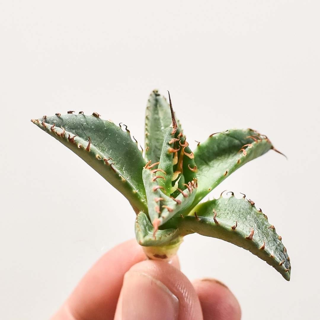 ユタエンシス エボリスピナ×ブラックアンドブルー