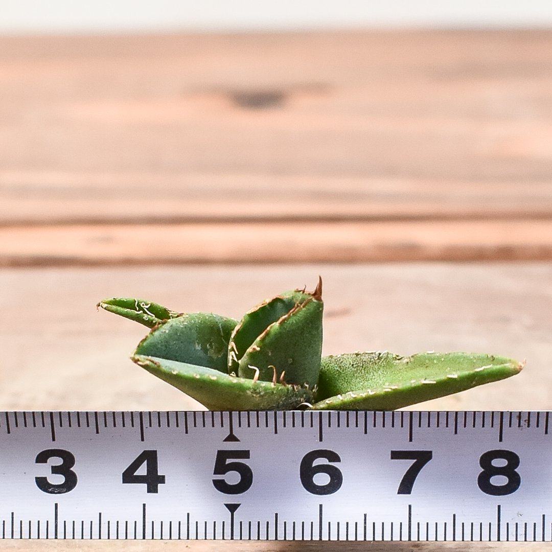アガベ チタノタ 大黄蜂 バンブルビー OC 親株 【Priki Plants】 アガベ チタノタ 大黄蜂【529】 | PROTOLEAF プロトリーフ