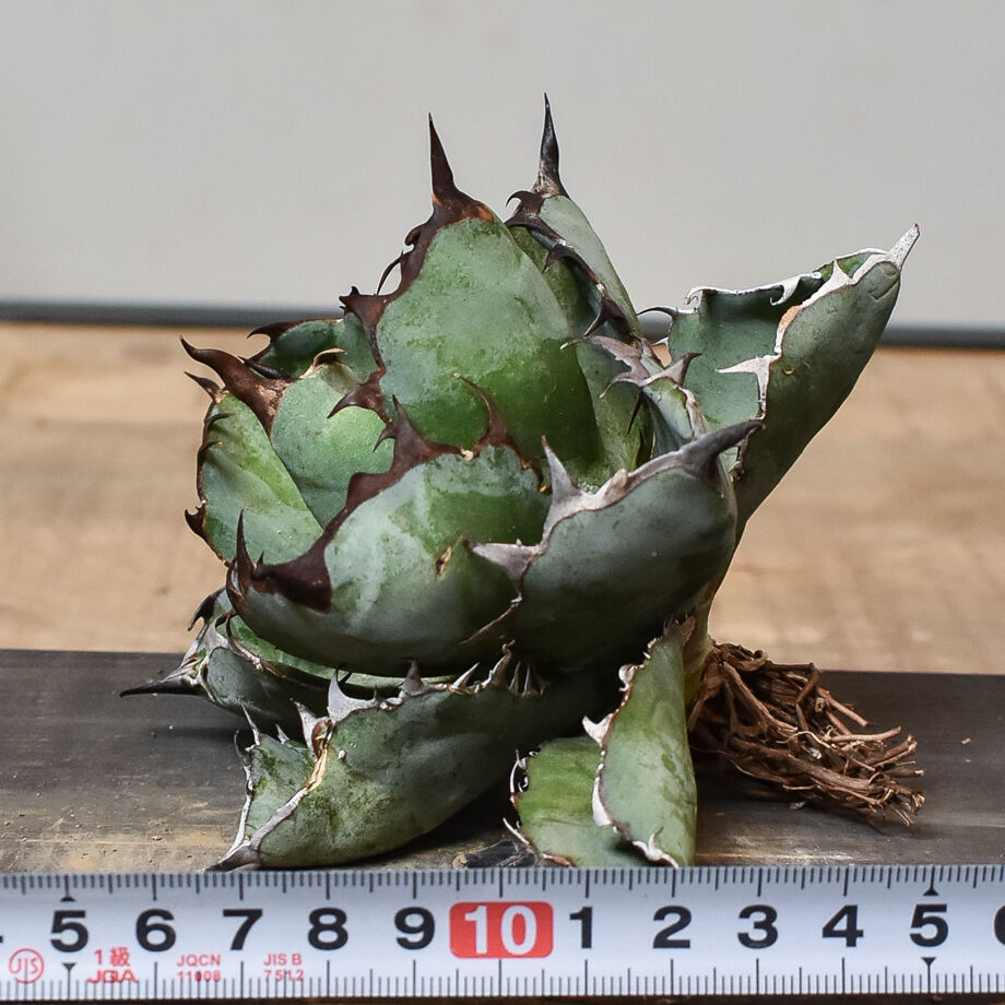 ブラックアンドブルースーパーブルーボールタイプ陽炎低重心株