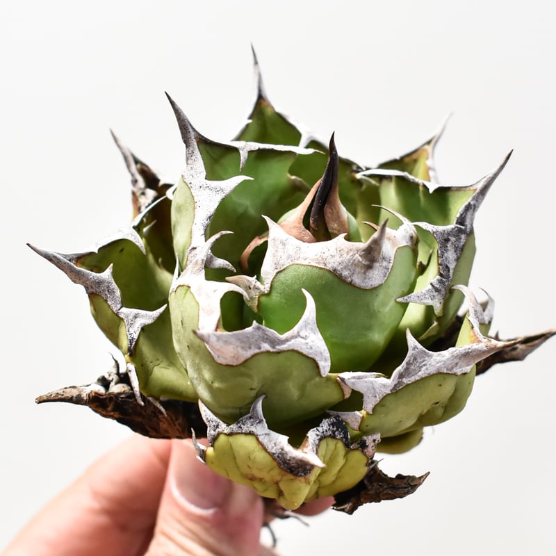 【極上美株】アガベ　チタノタ　ボール株　早い者勝ち 美株】アガベチタノタボール株ベアルート株