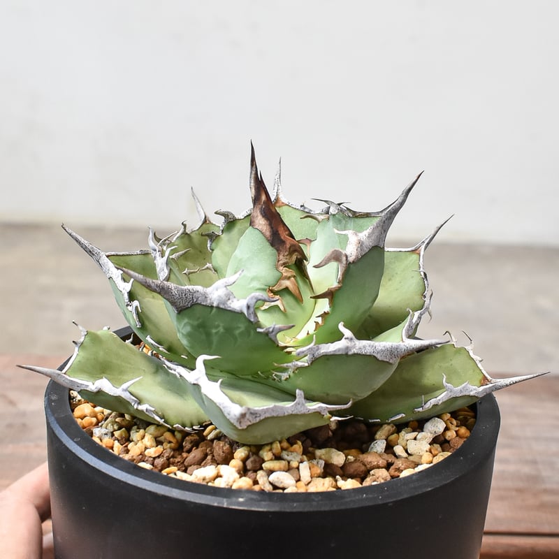 アガベ　巨獣 アガベ チタノタ 巨獣 4.5号 【Dragon AGAVE】 | Green Shop MI