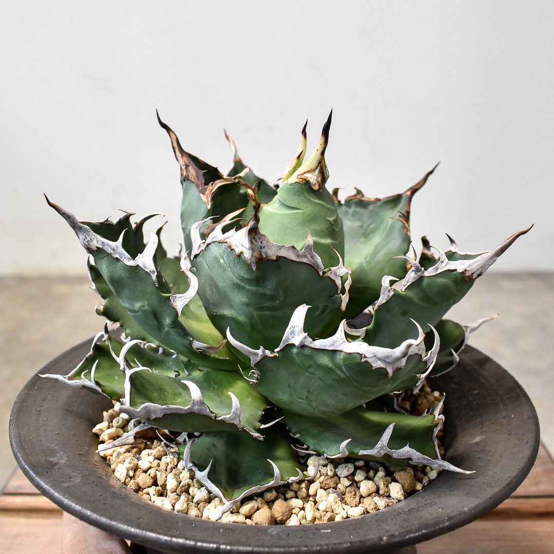 RAFLUMコレクション】アガベ チタノタ チーター 