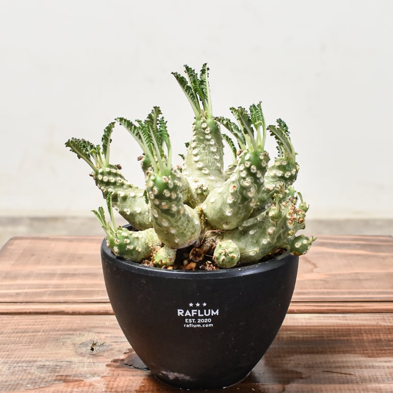 ドルステニア ラブラニー L【発根済み】GM2401770(T) | RAFLUM