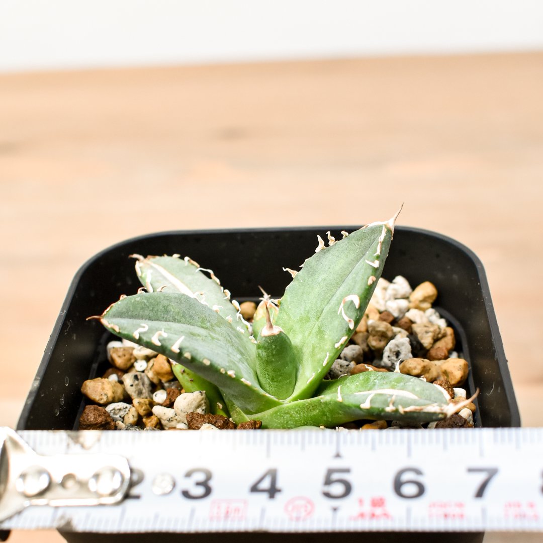 アガベ チタノタ 