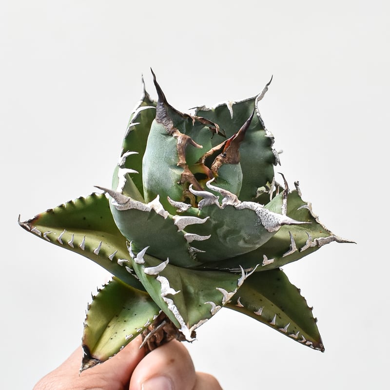 アガベ チタノタ ソーラーエクリプス 