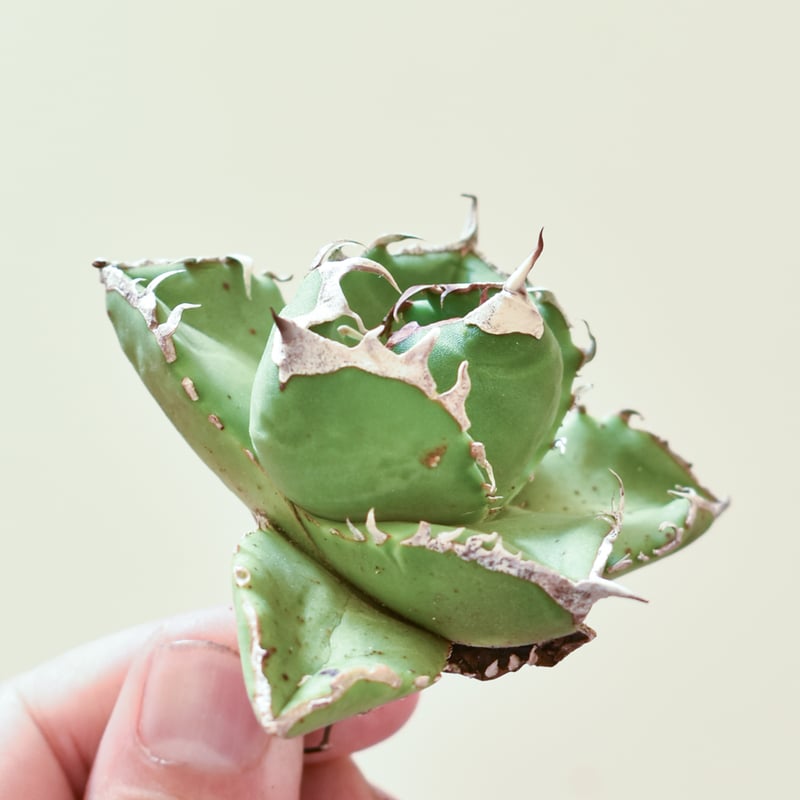 アガベ チタノタ 南アフリカダイヤモンド 