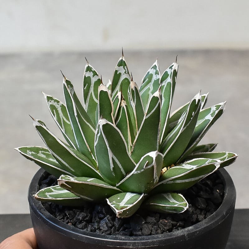 アガベ ビクトリアレジーナ 