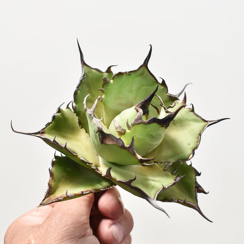 アガベ チタノタ ハデス / 黒帝斯、恐竜牙歯 【台湾 dragon agave産/TC