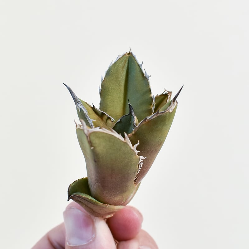 アガベ チタノタ ブラックファイヤー 