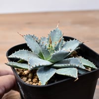 アガベ Dennis hybrid 甲蟹X笹之雪 【台湾DENNIS産/実生】DN25010