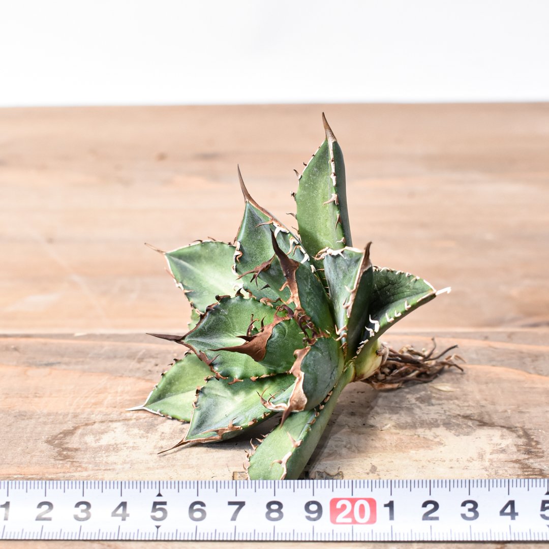 アガベ チタノタ 