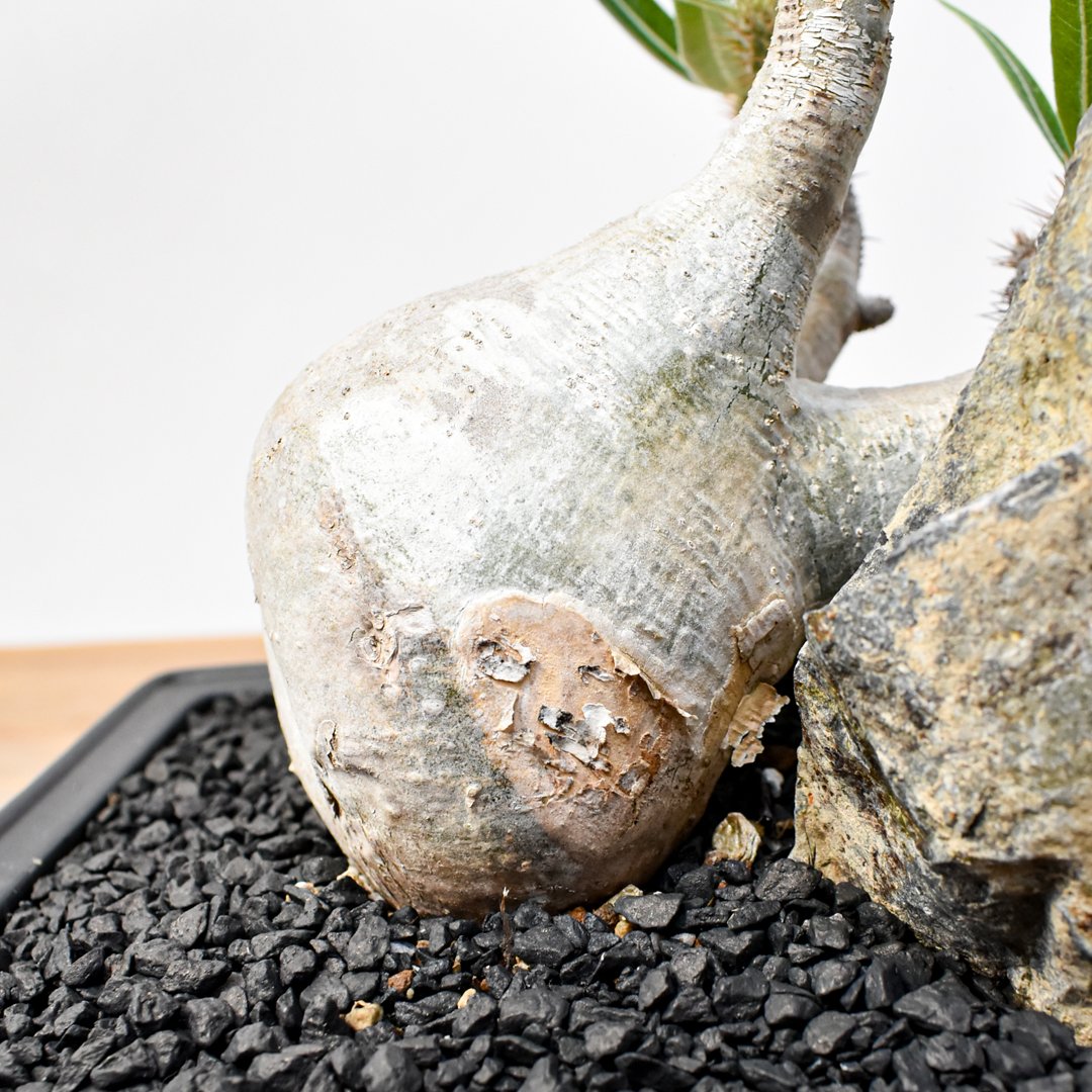 WACK” ON YOUR SIDE】パキポディウム グラキリス WACK-B087 |