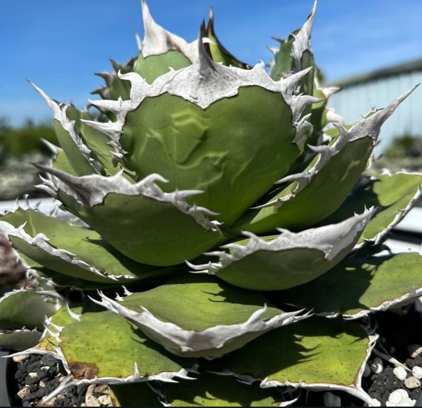 アガベチタノタ　シャークソード 🌿 Agave titanota 'Shark Sword' ✨育成記録✨ 🌿🌿🌿 plc2