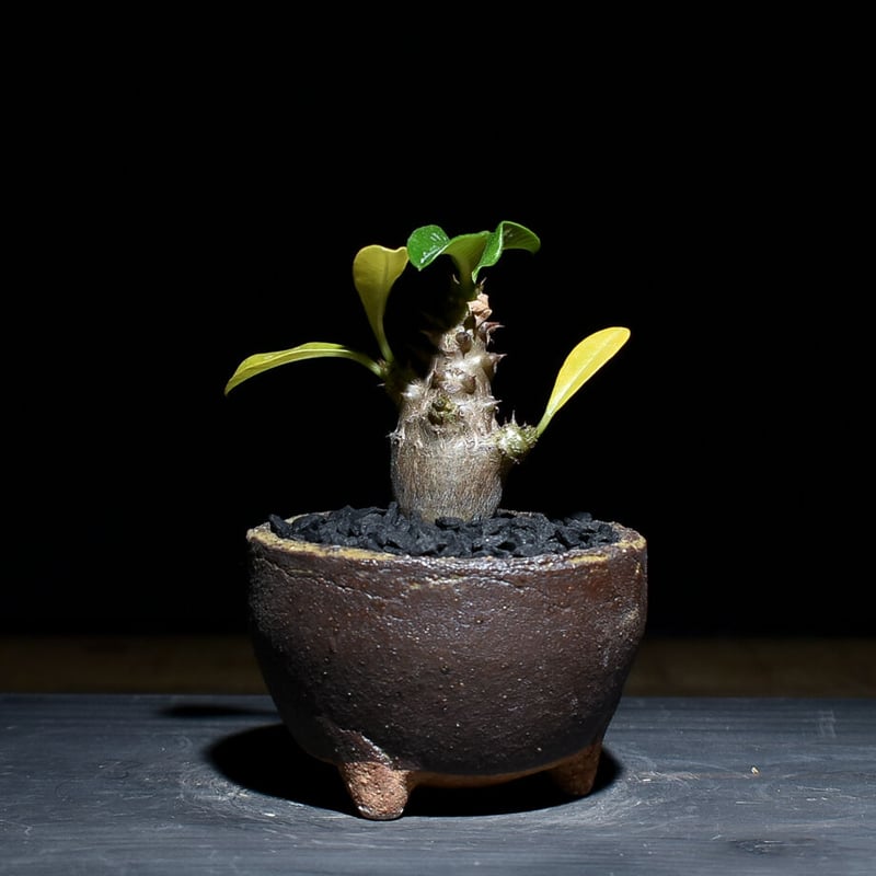 パキポディウム ウィンゾリー （発根済み）typeD RF221105 | RAFLUM /