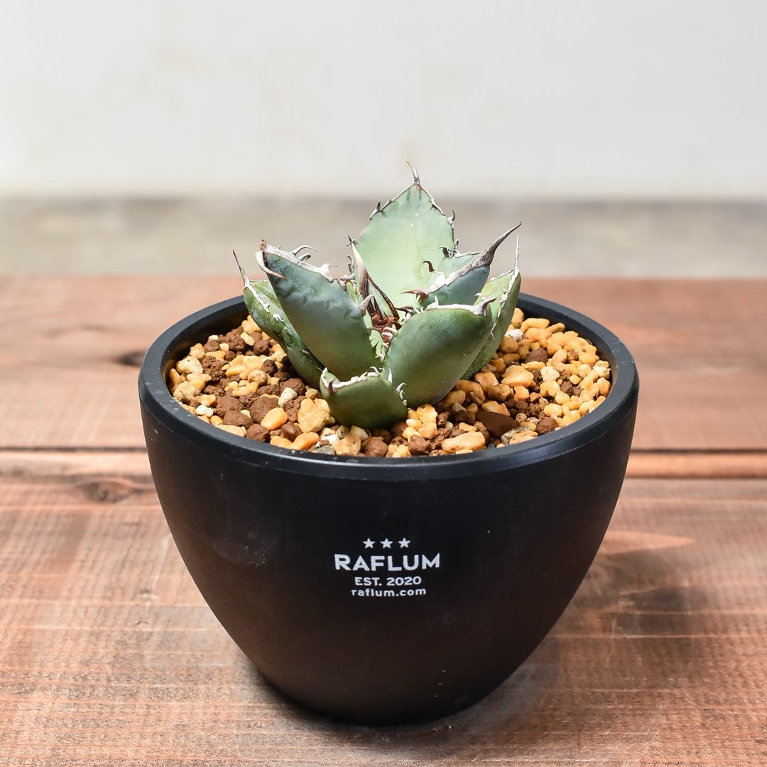 アガベ チタノタ 阿修羅 選抜 ハードウッドプランター SET 現品お届け