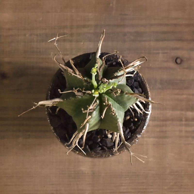 美株】ユーフォルビアバリダ 国内実生株 塊根植物 サボテン スーパー