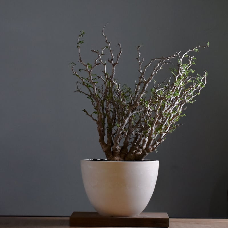 センナ メリディオナリス 大型株【市場価値も高騰中！！盆栽のような