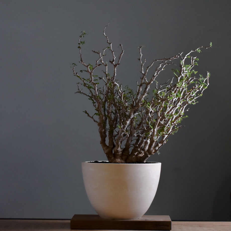 センナ メリディオナリス 大型株【市場価値も高騰中！！盆栽のような