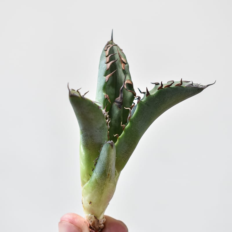 【極上血統】台湾株　agave titanota ホワイトファイヤー アガベ チタノタ ホワイトファイヤー / 白炎, 白火焔