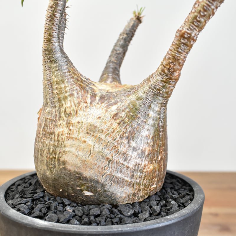 パキポディウム　グラキリス　トトロ パキポディウム グラキリス トトロフォーム | mana's farm:塊根植物