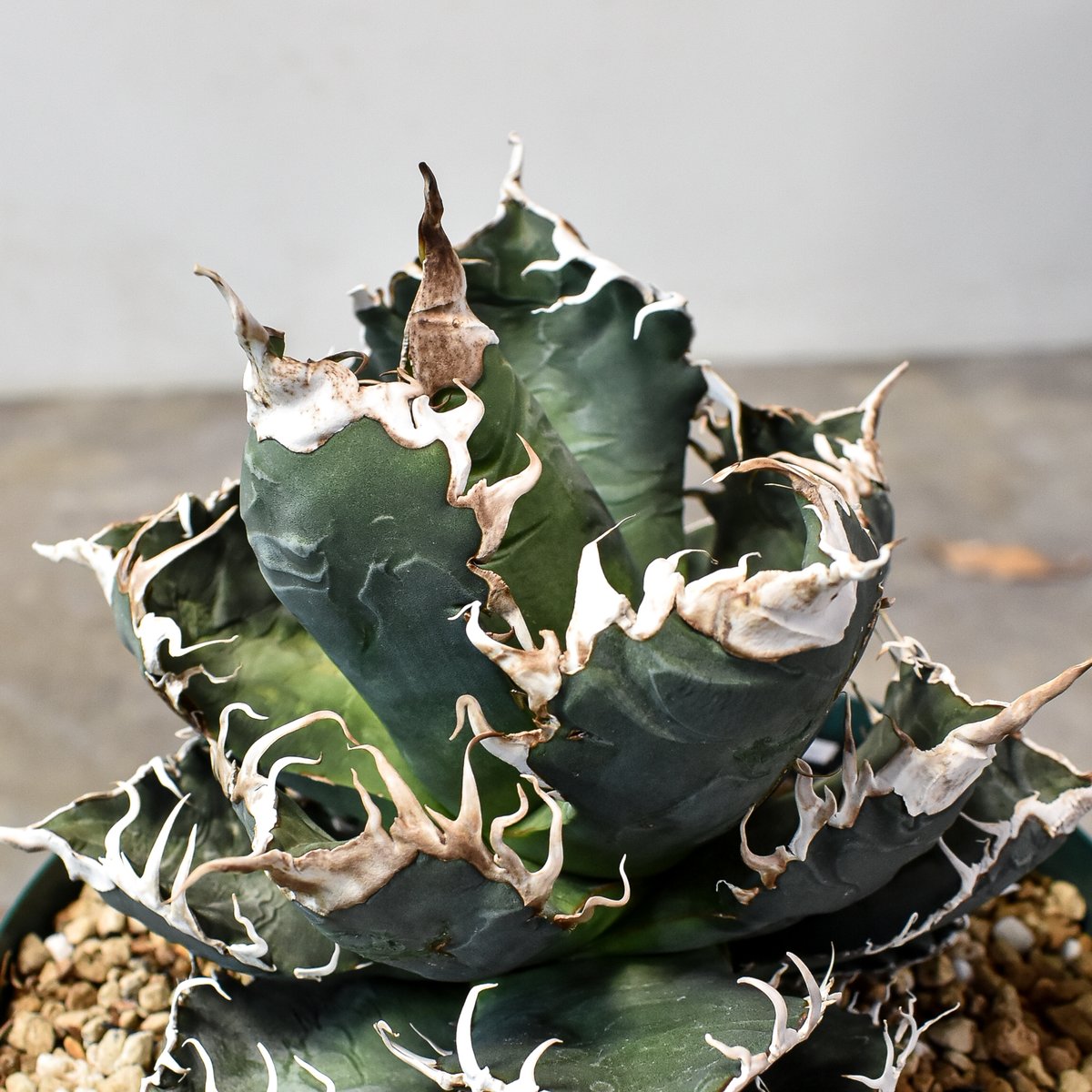 アガベ diavolo bianco ディアボロ　ビアンコ アガベ チタノタ ディアボロビアンコ DIAVOLO BIANCO