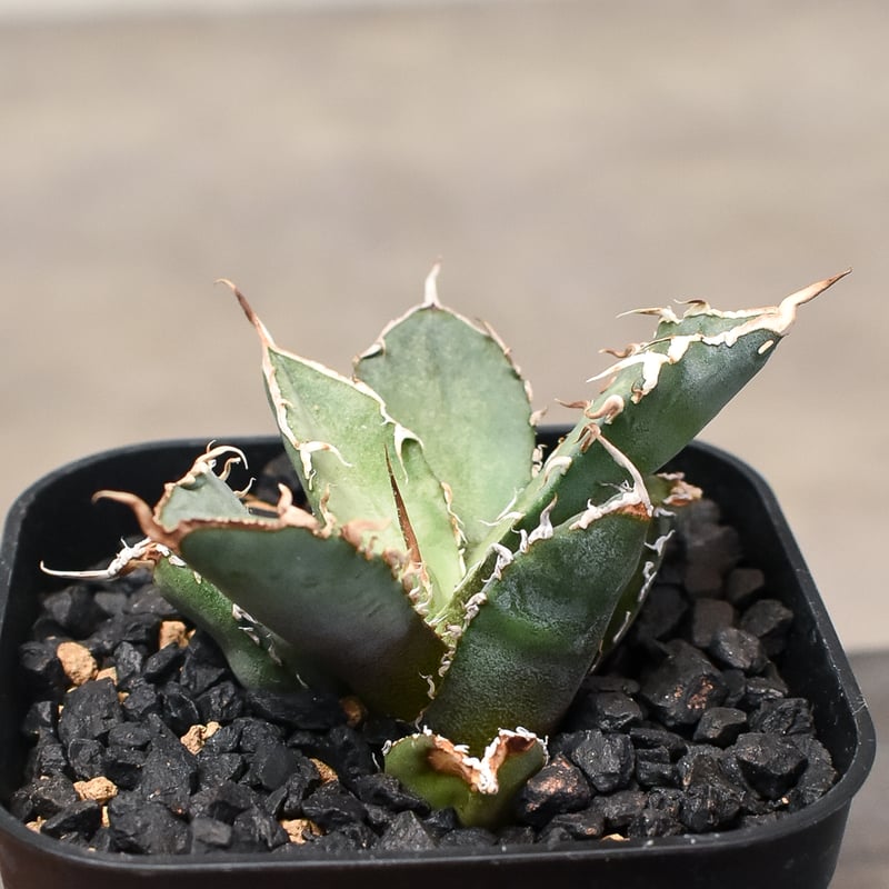 アガベ　チタノタ　FO-076 US 活着 アガベ チタノタ FO-76 | hanayoshi-botanical