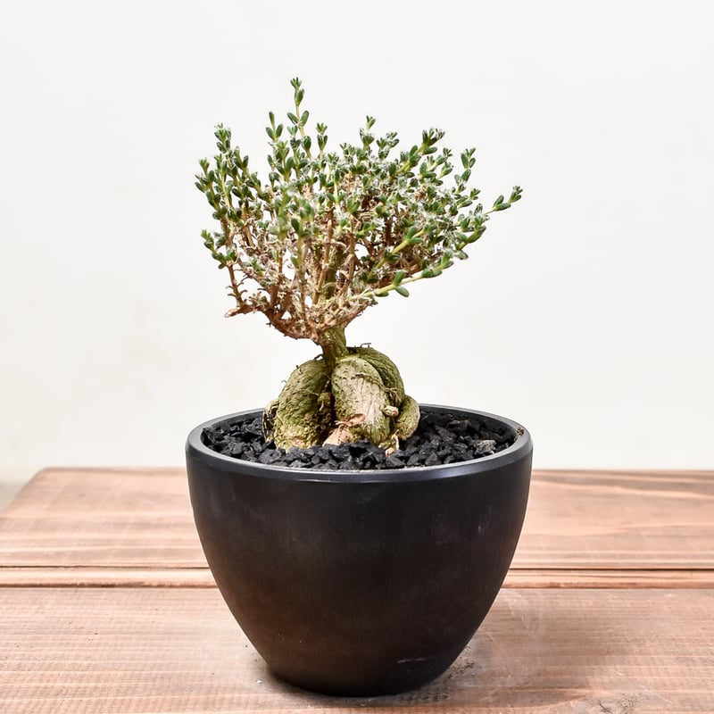 トリコディアデマ ブルボスム 