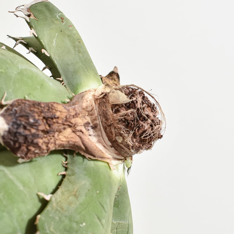 アガベ 親株出品 ドラゴンアガベ 黒犀牛 大株 アガベ 親株出品 ドラゴンアガベ 黒犀牛 大株