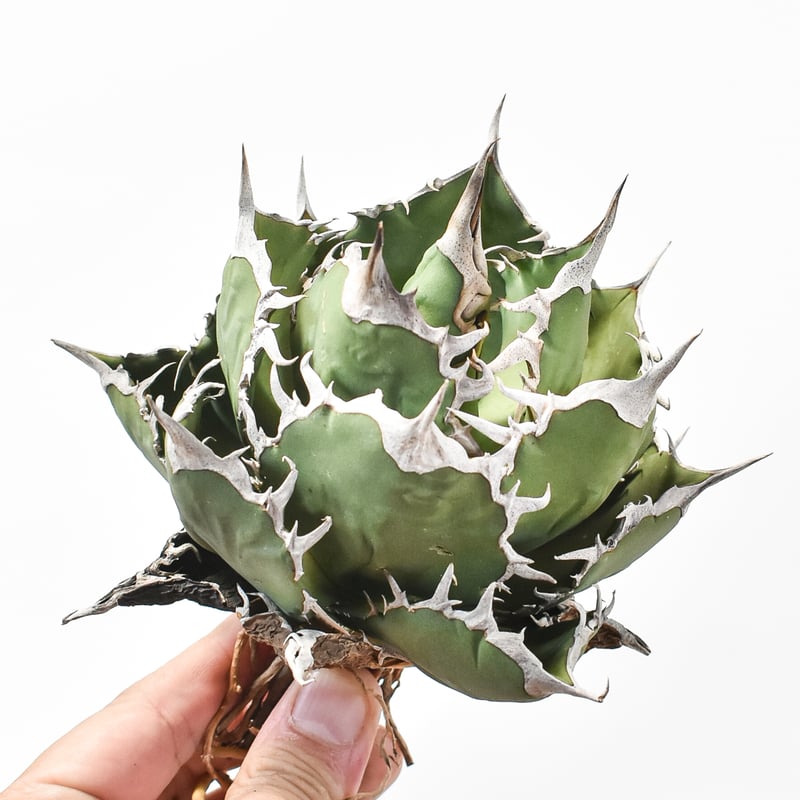 アガベ チタノタ 