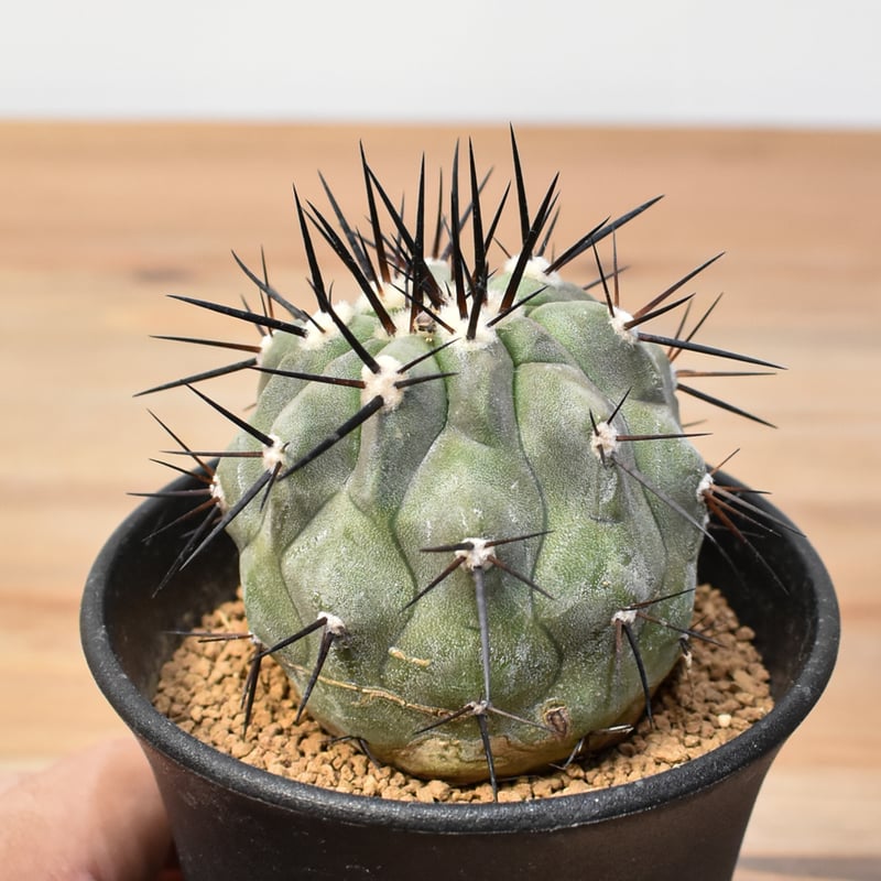 コピアポア　黒王丸　台付　Copiapoa Cinerea コピアポア 黒王丸 Copiapoa cinerea no.42695 | 芽の巣山
