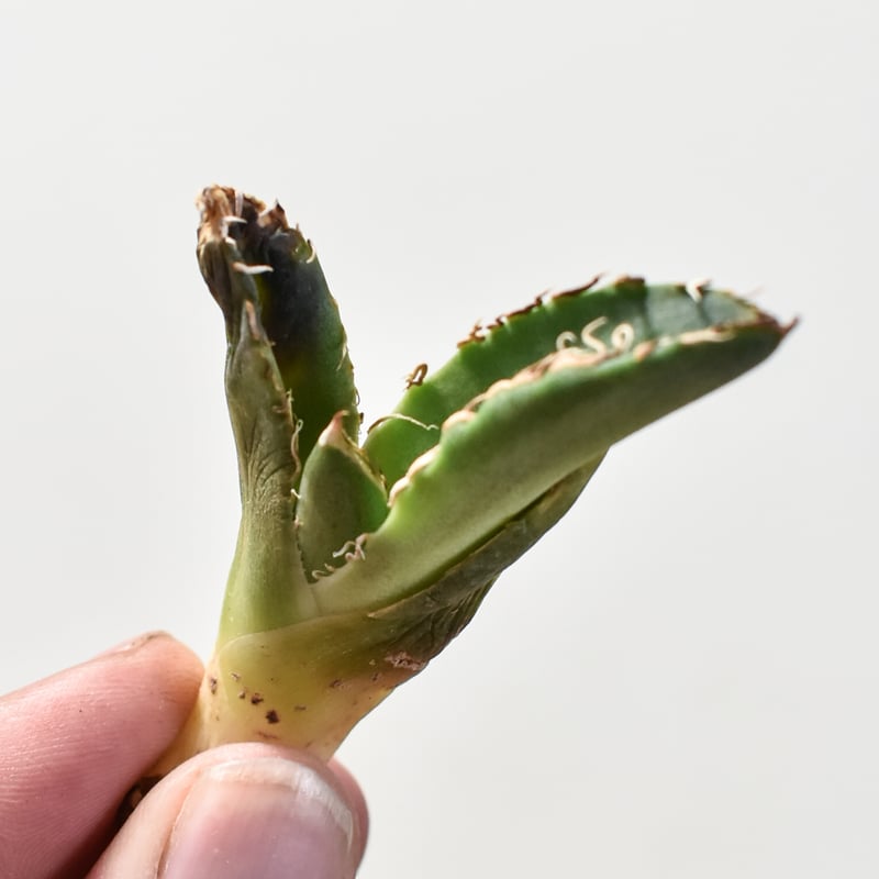 アガベ チタノタ 