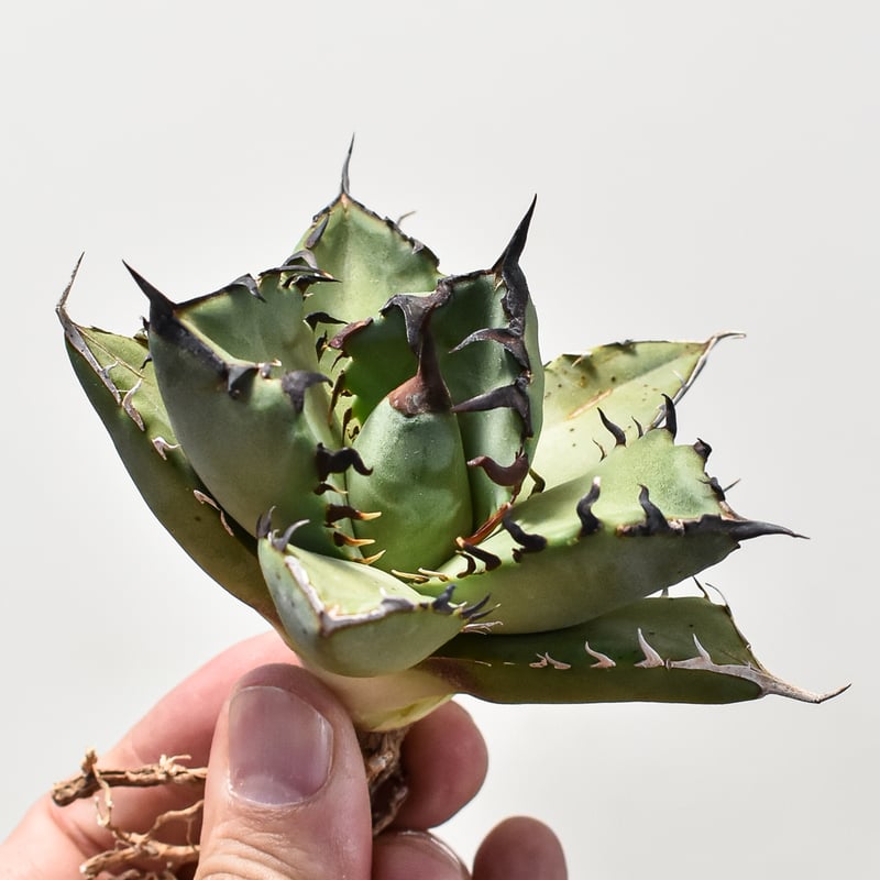 【SUMMERセール】アガベ　チタノタ　黒鯨　希少株　ボール株 SUMMERセール】アガベ チタノタ 黒鯨 希少株 ボール株の通販 by