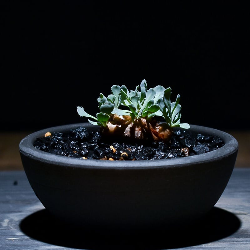 H*H様 オトンナ カカリオイデス 実生4年生4株セット オトンナ・カカリオイデス実生 種まきからまだたった4ヶ月。 花