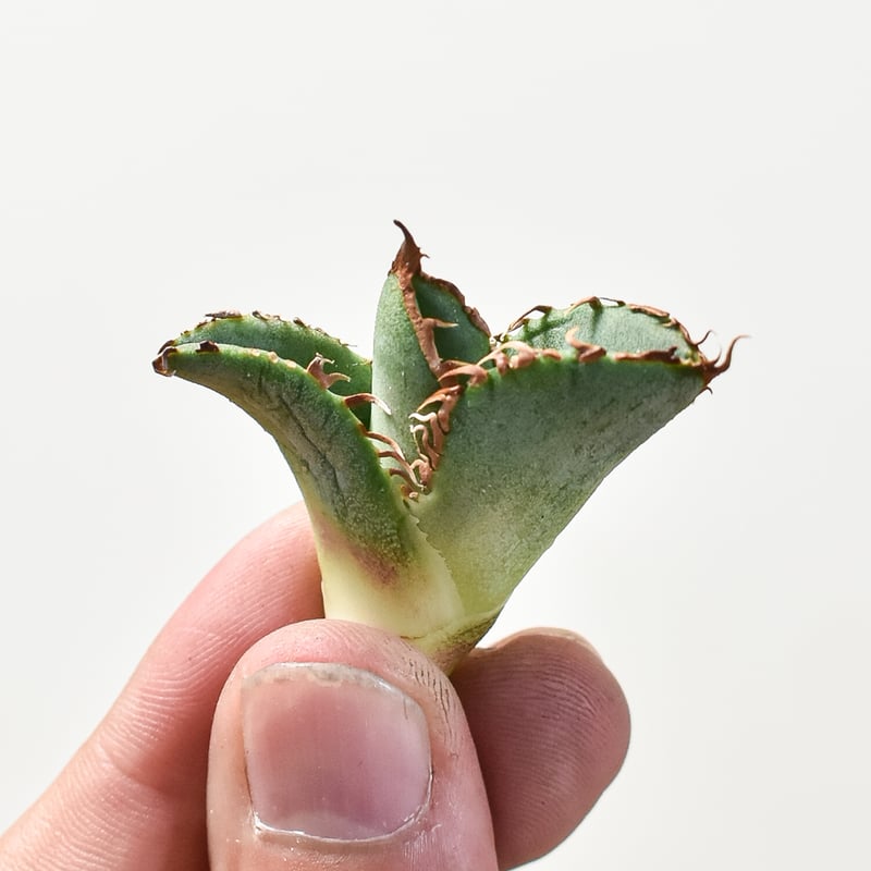 アガベチタノタ 麻花 子株 ブツブツ Agave titanota '麻花龍' 栽培記録の紹介 – ゆるぷ