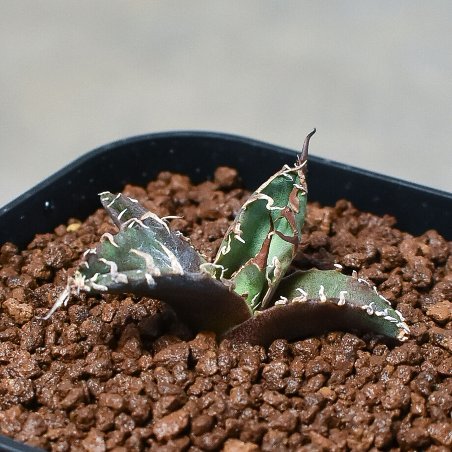 アガベ チタノタ 