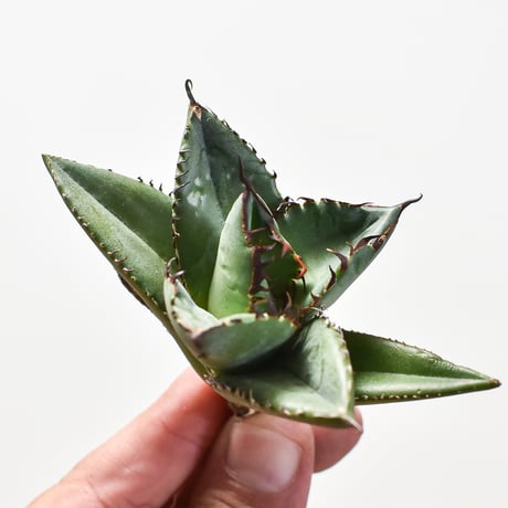 CATEGORY アガベ チタノタ 胖鯨 | RAFLUM / ラフラム｜東京、大阪の塊