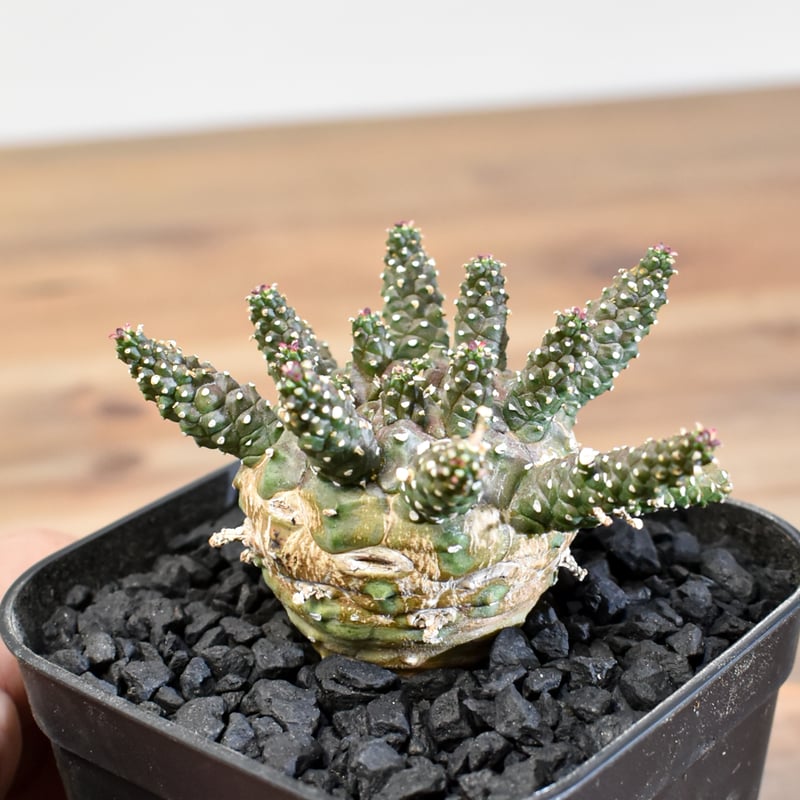 ユーフォルビア ガムケンシス【実生】RFHK25011180(T) | RAFLUM / ラフ