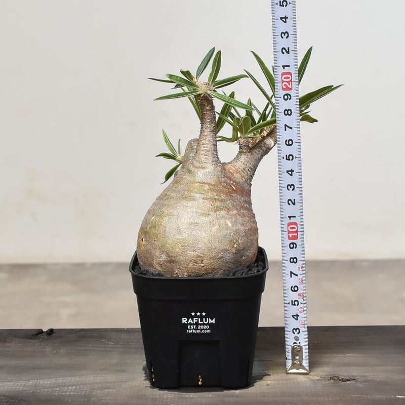 パキポディウム グラキリス (発根済み) RF230802 | RAFLUM / ラフラム｜