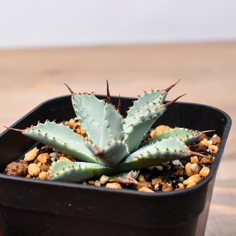アガベ ハイブリット 日系イシスメンシス×象牙妖炎（陽炎エボリ）【台湾botanical_seeker産】RF25011406
